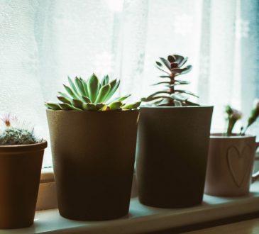 Houten plantenpot voor binnen