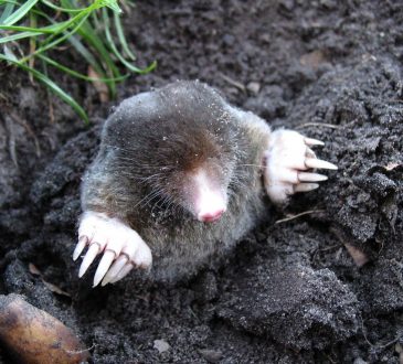Last van mollen in je tuin? Zo jaag je ze weg
