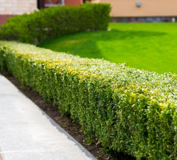 Tips voor een onderhoudsarme tuin