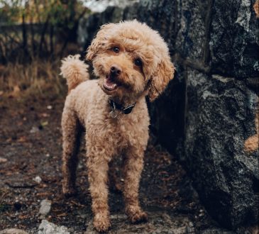 Waar kun je een hond vinden?